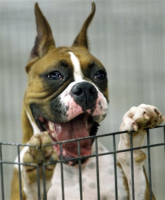 Millie, an 18-month-old Boxer owned by Barbara Grizlo of Smithtown, ...