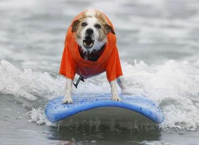 RNPS IMAGES OF THE YEAR 2008
Buddy, a jack russell terrier, ...