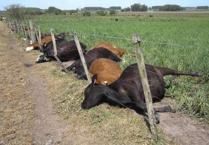 RNPS IMAGES OF THE YEAR 2008
Fifty-two dead cows lie along ...