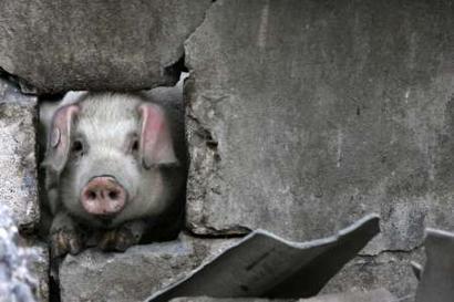 RNPS IMAGES OF THE YEAR 2008
A pig crawls through a hole in ...