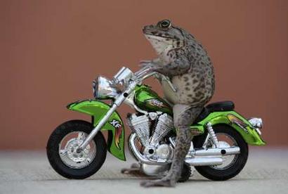 RNPS IMAGES OF THE YEAR 2008
Oui the frog sits on a miniature ...