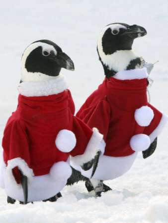 Penguins wearing Santa Claus outfits stand on a snowy field ...