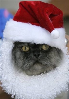 A cat named Tom dressed as Santa Claus is held by its owner ...