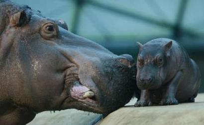 Two weeks old hippopotamus Paula plays with her mother Kathy ...