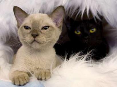 Cats are seen during the International Cat Show - "The ...