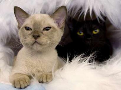 Cats are seen during the International Cat Show - &quot;The ...