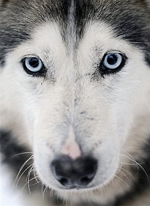 Husky look : The piercing blue eyes of a Husky are photographed ...