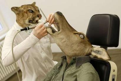RNPS IMAGES OF THE YEAR 2008
The sculpture 'Puma-Dentist' ...