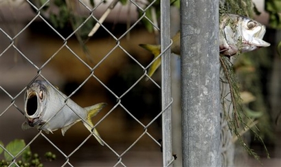 In this Sept. 15, 2008 file photo, fish remain stuck in a fence ...
