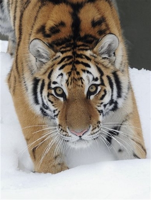 A photo provided by the Chicago Zoological Society shows Whirl, ...