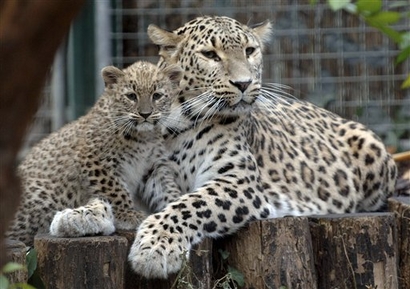 Two-and-a-half-month-old Persian leopard cub Chui, left, and ...
