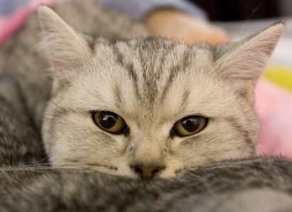 A cat is seen during the International Cat Show - "The ...