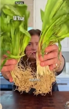 It’s ramp season! 