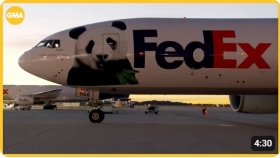 Giant pandas arrive in US from China