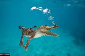 Man prises crocodiles jaws off his head at Australian resort