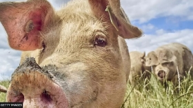 Using pig fat as green jet fuel will hurt planet, experts warn