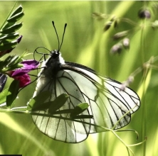 Extinct butterfly species reappears in UK