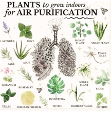 PLANTS TO GROW INDOORS FOR AIR PURIFICATION